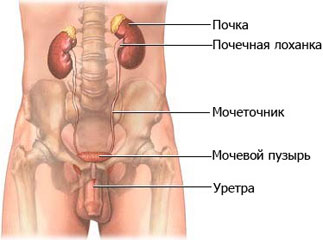 Мочевыделительная система.
