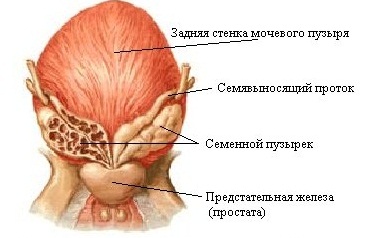 Везикулит.